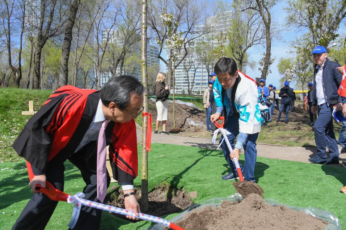 Аллея японской сакуры появится в Алматы (фото)