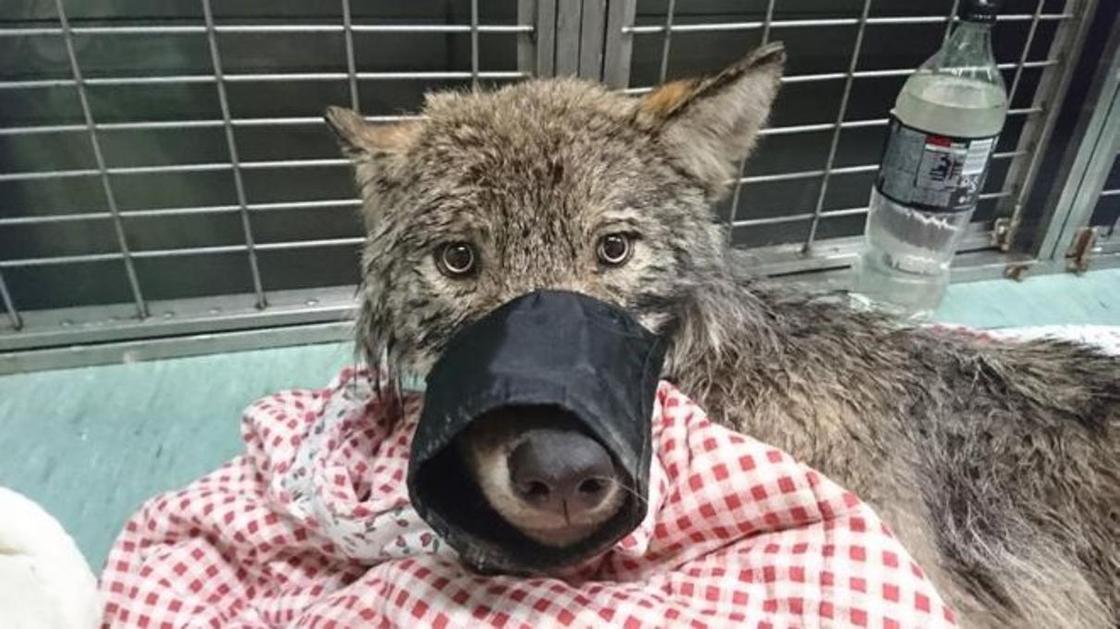 Собака, спасенная из ледяной воды в Эстонии, оказалась волком