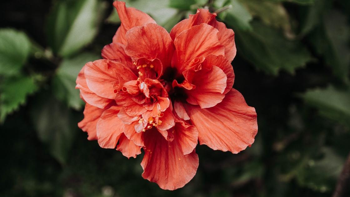 Красный махровый цветок гибискуса