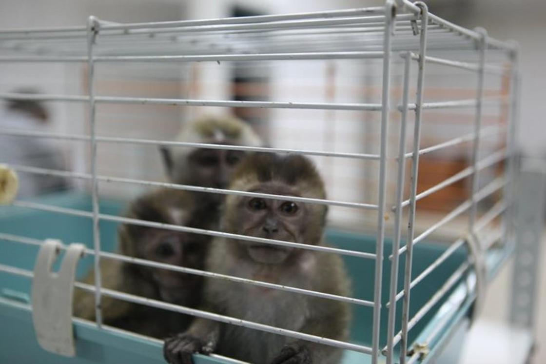 Истощенных детенышей обезьян нашли в багаже пассажира поезда Алматы-Саратов (фото)