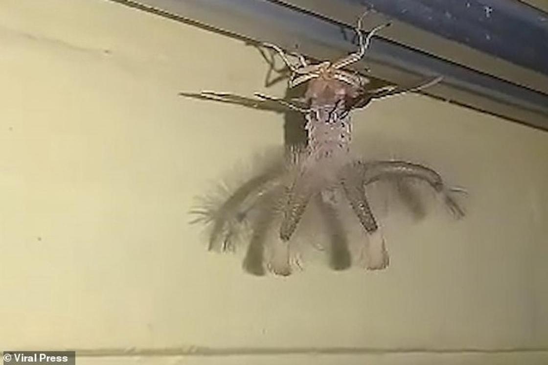 Странное существо с крыльями и щупальцами попало на видео
