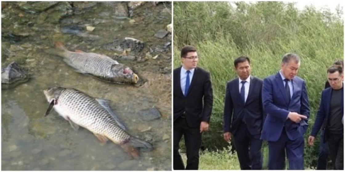 Массовая гибель рыбы произошла в водоеме близ Жезказгана