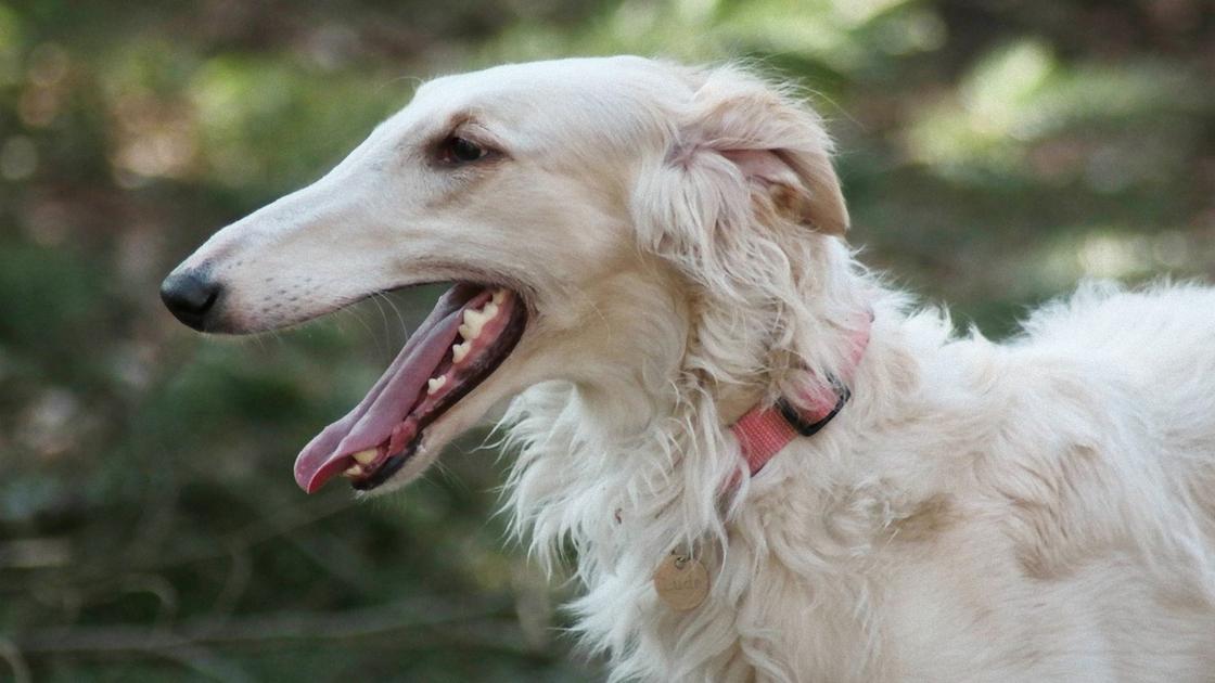 Собака с длинной головой и белой волнистой шерстью стоит и дышит, вывалив язык