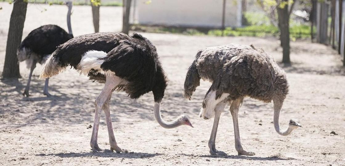 Птичий бизнес: Сколько казахстанцы зарабатывают на страусиной ферме