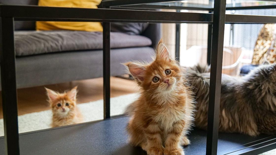 Один рыжий пушистый котенок сидит на полочке возле мамы-кошки, а второй сидит на полу
