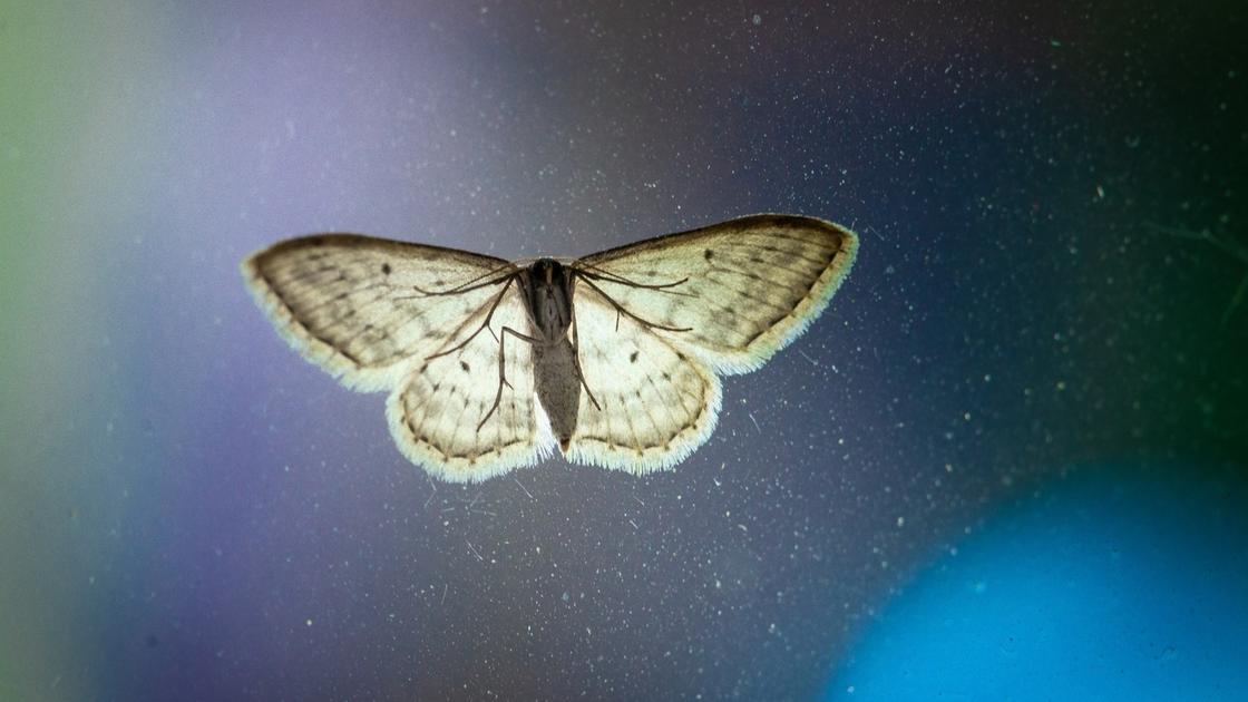 Летящая ночная бабочка