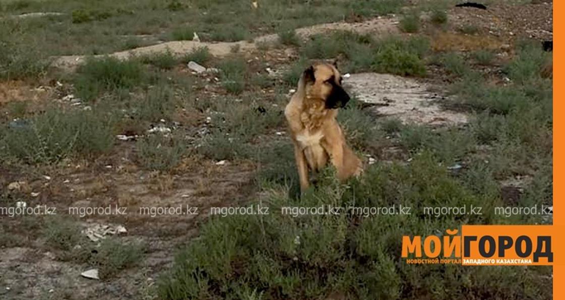Собака ждала хозяев, которые бросили ее умирать в степи в Актау