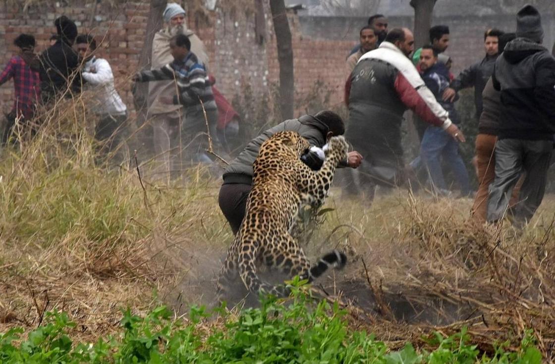 Дикий леопард вызывал панику в индийском городе