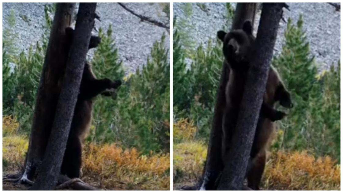 Бурые медведи попали в фотоловушку в ВКО