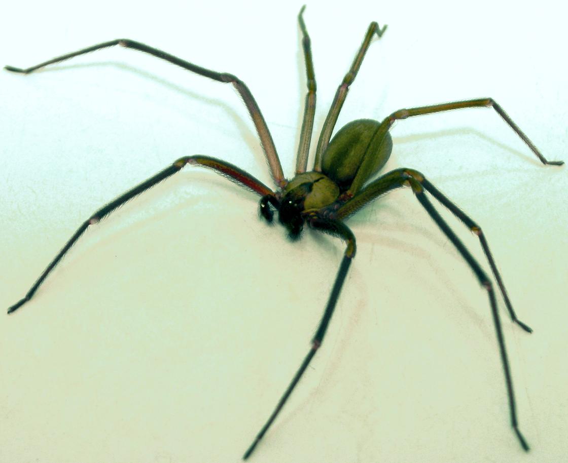 Самые опасные пауки на планете