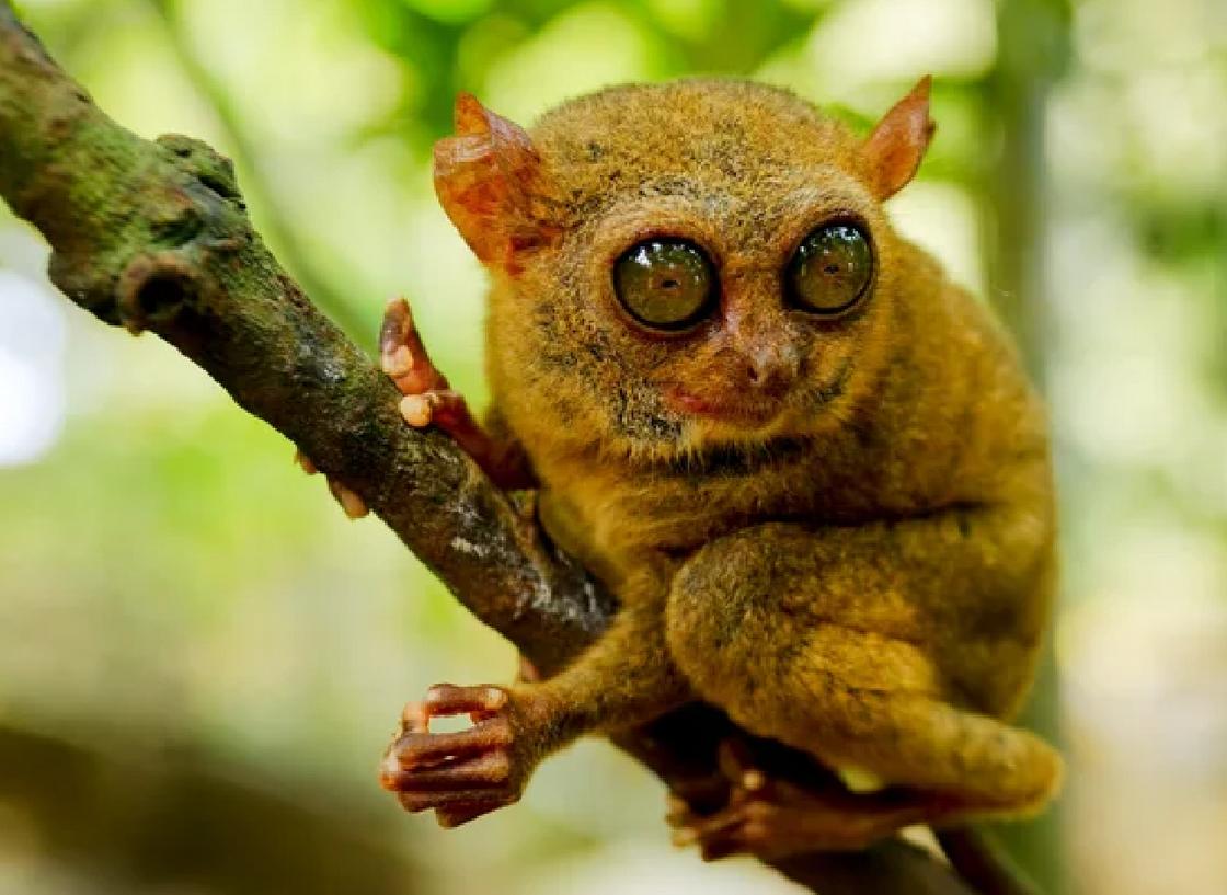 Необычная обезьянка с огромными глазами