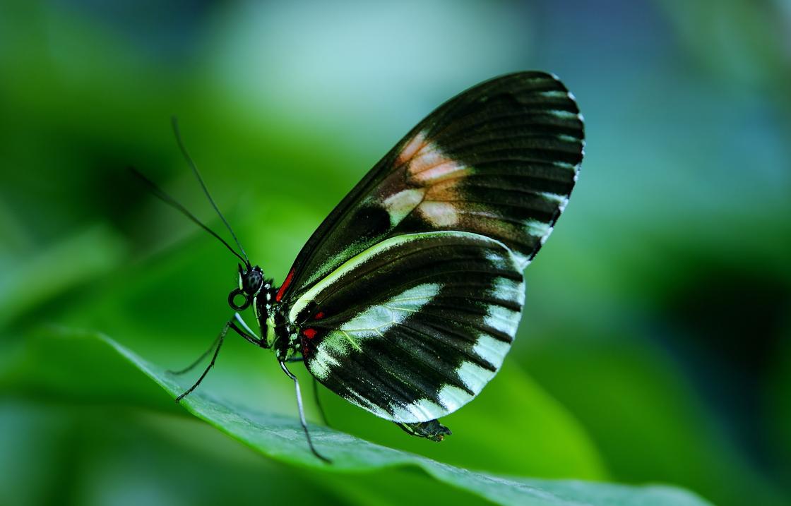 Бабочки: описание и виды самых красивых