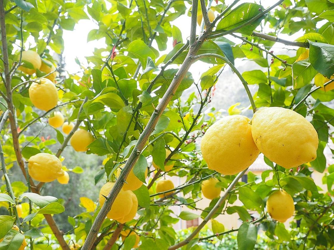 ГОСТ Лимон: пояснение стандарта