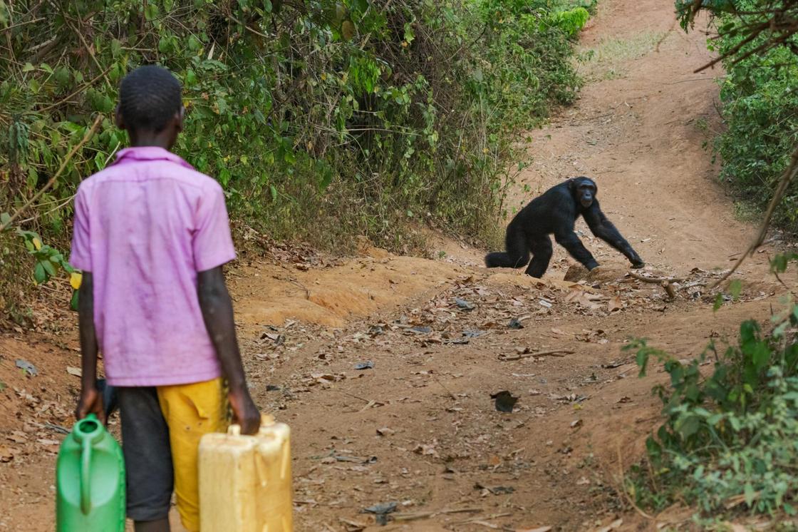 Африканские шимпанзе выслеживают и похищают местных детей