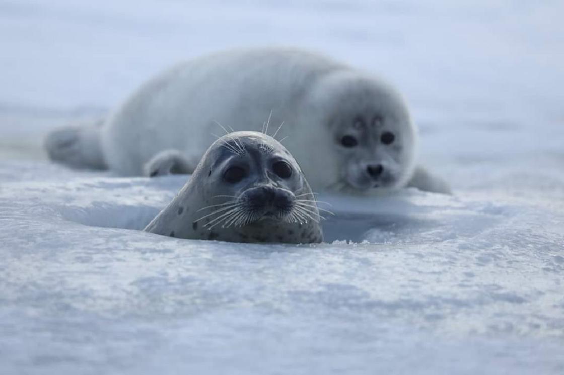 Каспийских тюленей включили в Красную книгу Казахстана