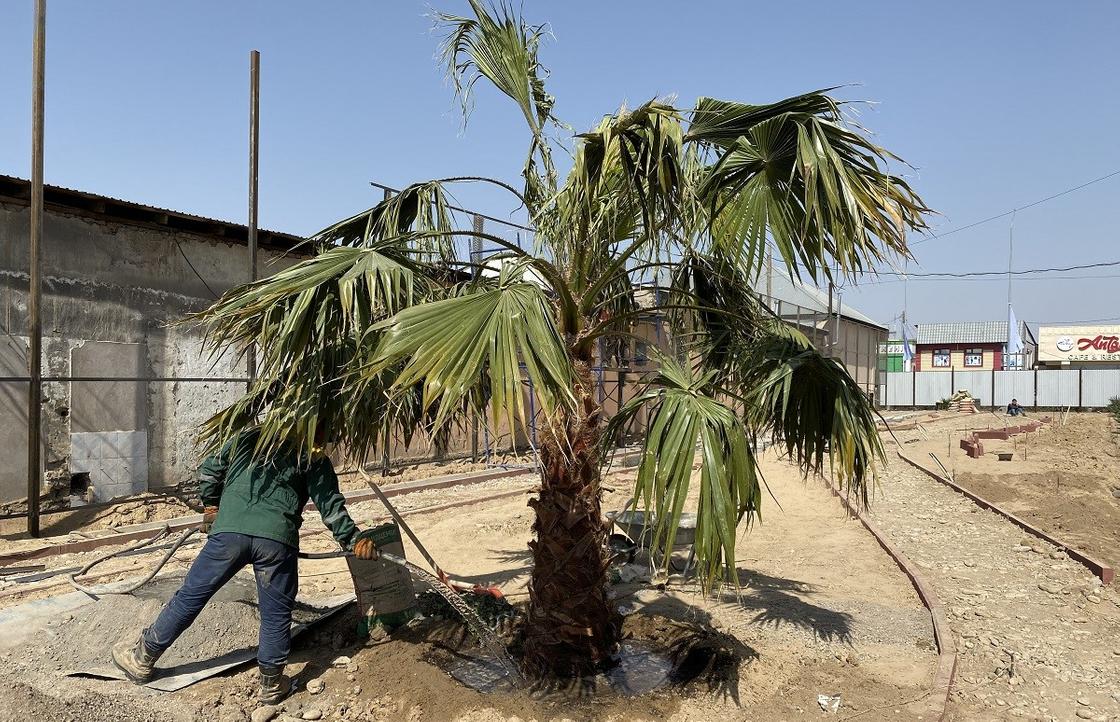 Пальмами хотят засадить аллею в Туркестане (фото)