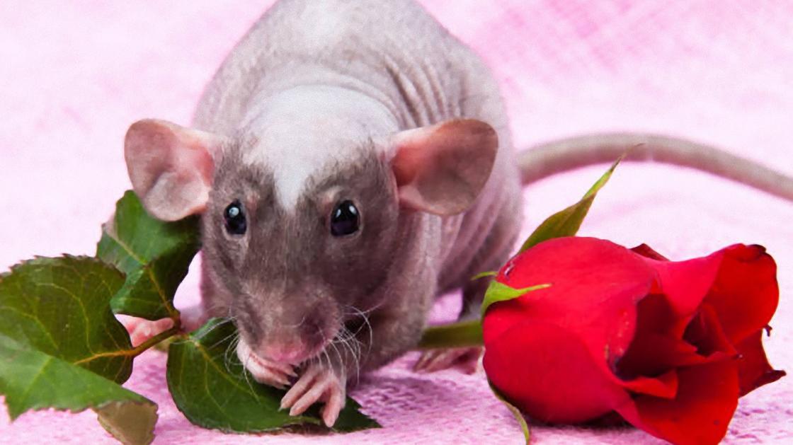 Лысая крыса сидит на красной розе и смотрит