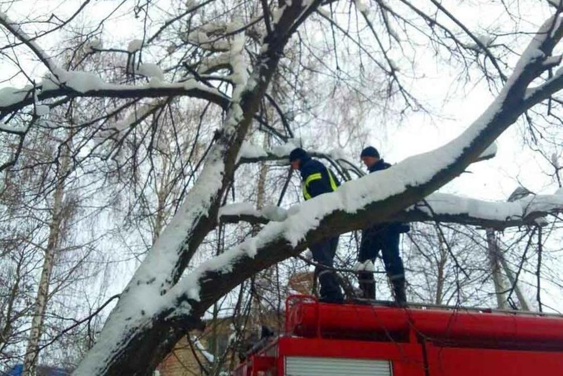 Спасатели сняли мужчину с дерева в Павлодаре