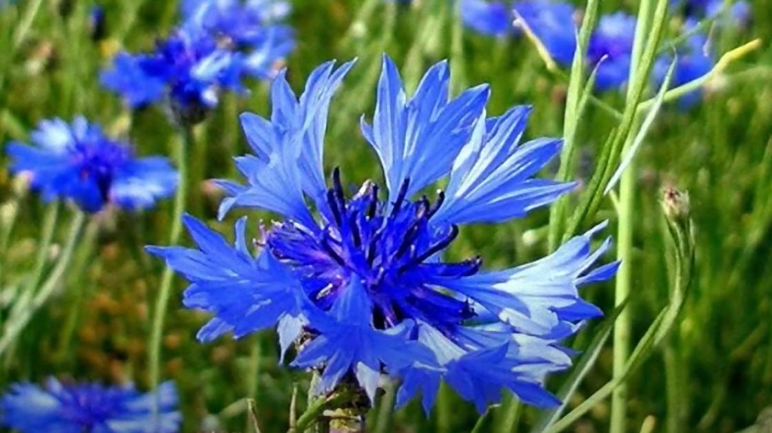 Синие цветы васильков с оригинальным соцветием