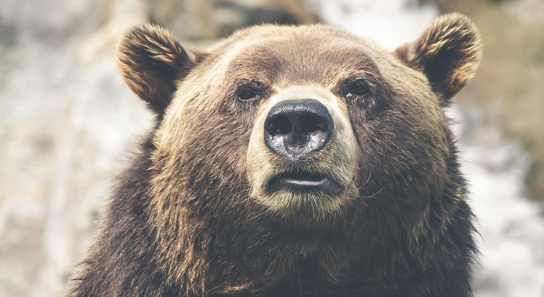 Медведь впал в спячку прямо в городе в России