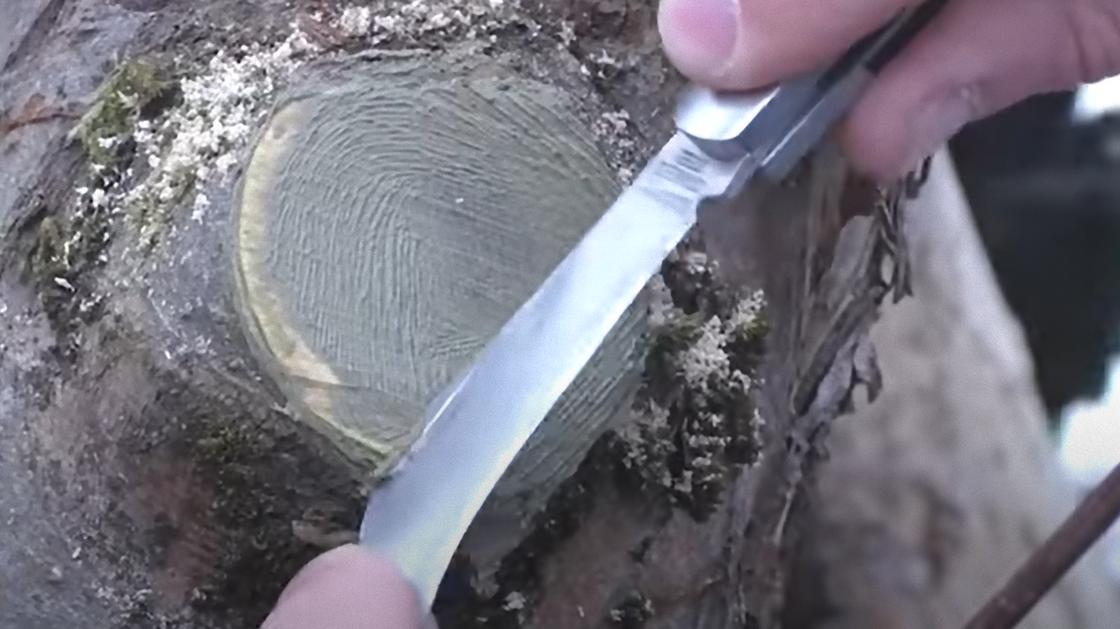 Срез на дереве замазывают садовым варом с помощью ножа