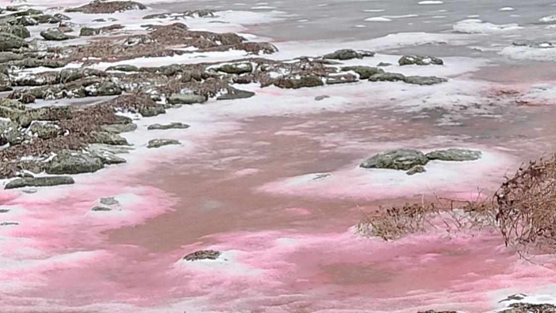 Цветение водорослей в Каспийском море Цветение водорослей в Каспийском море