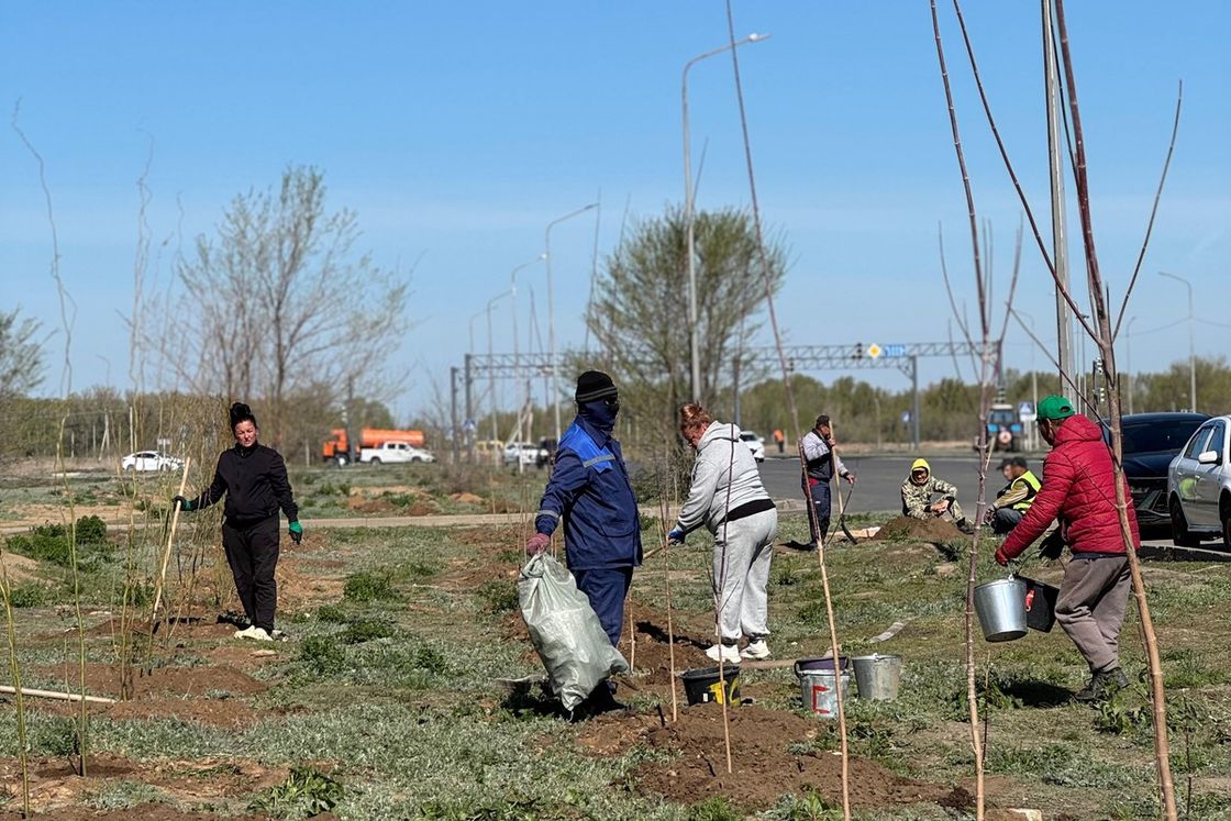 Тал көшеттерін отырғызу сәті