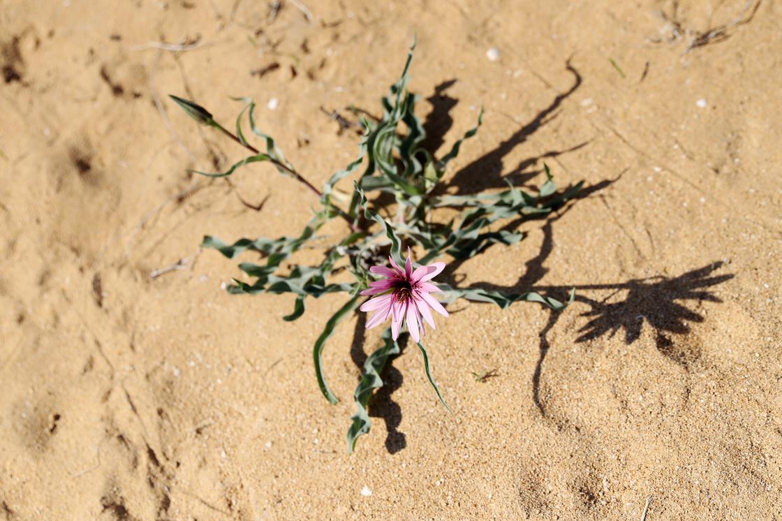 Цветок растет из песков Аральского моря