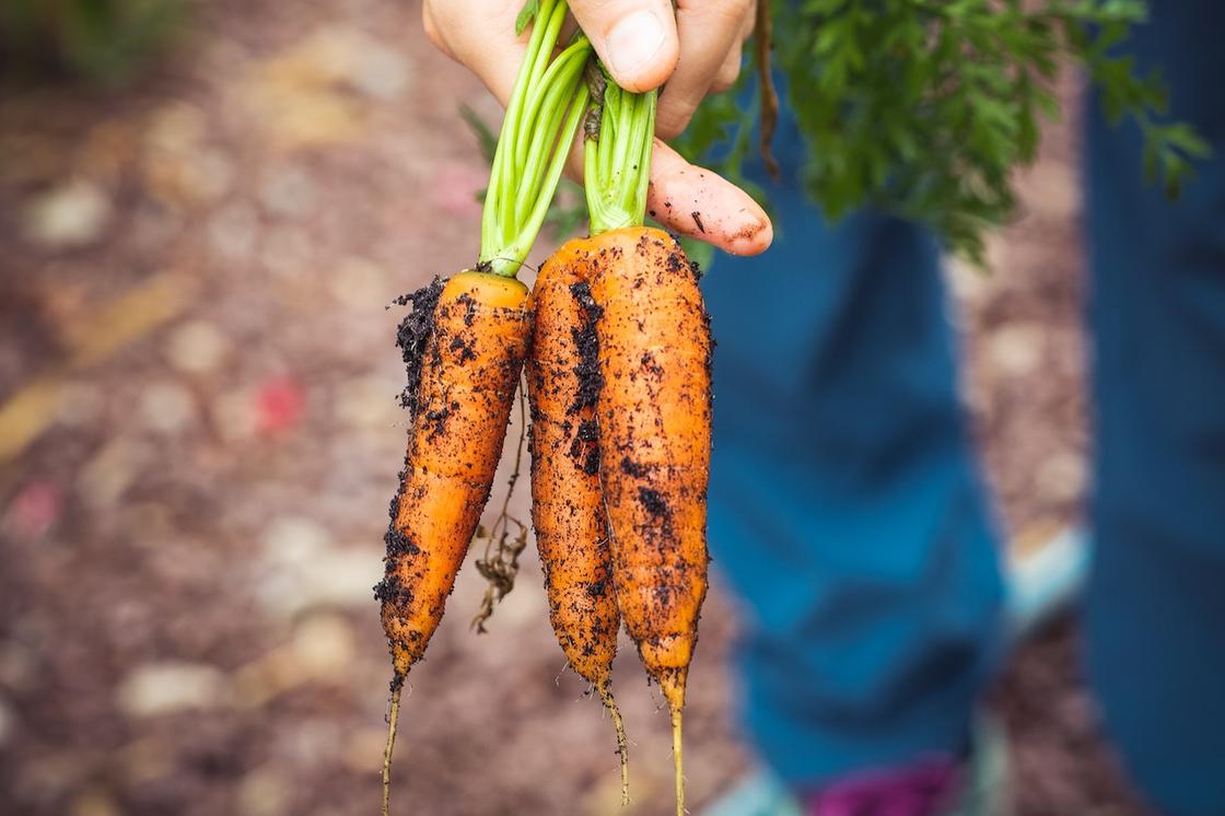 Морковь, вытянутая из земли