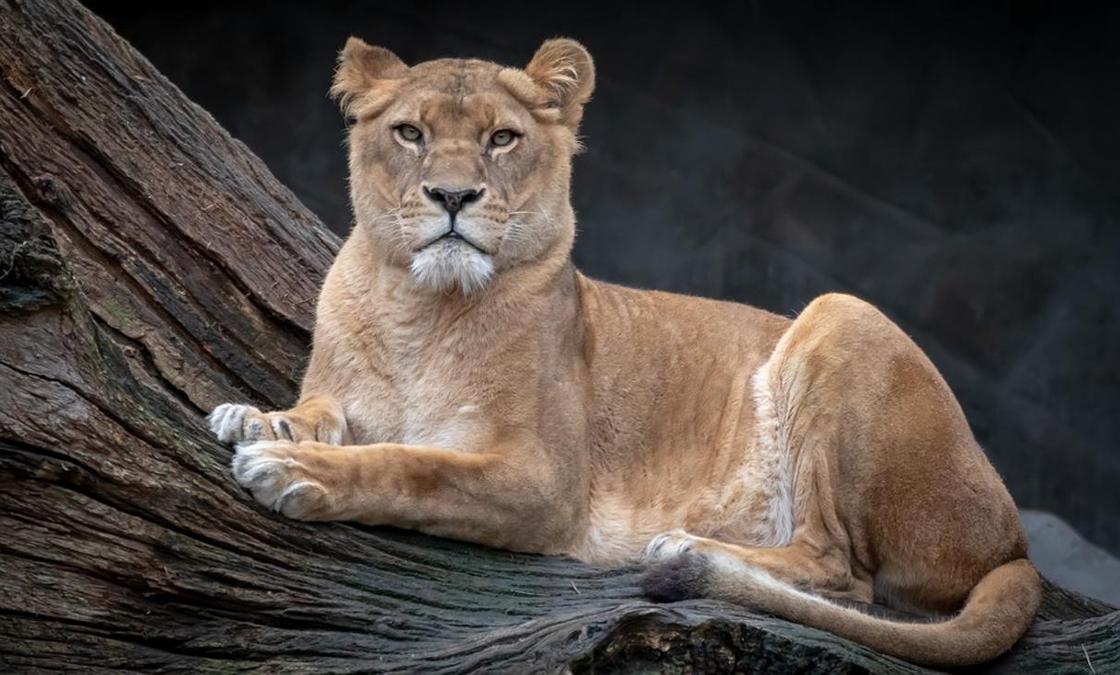 Львица Ассоль умерла в алматинском зоопарке