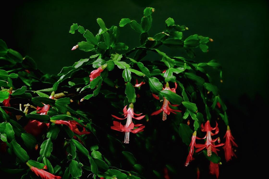 Зигокактус с красными цветками на длинных стеблях