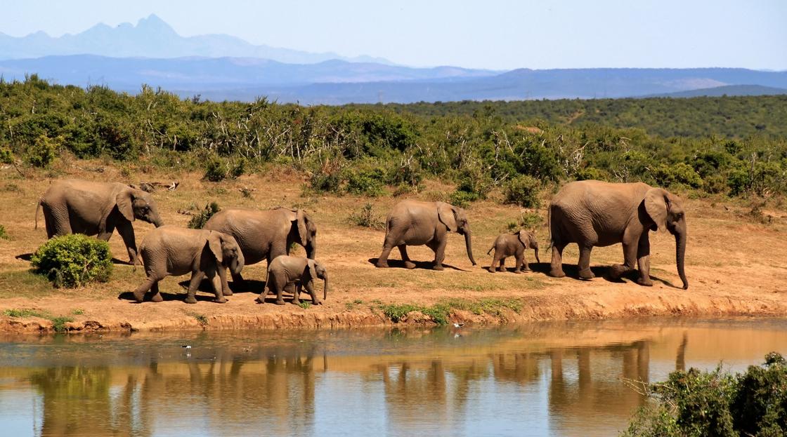 Слонихи со слонятами идут вдоль реки