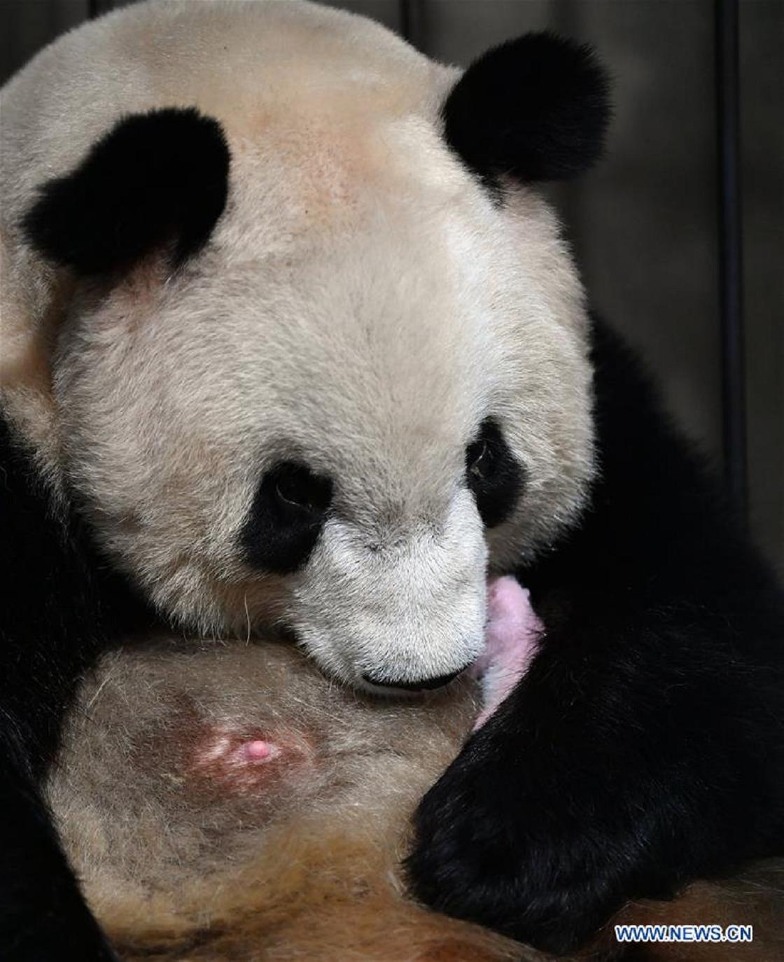 Панда с детенышем