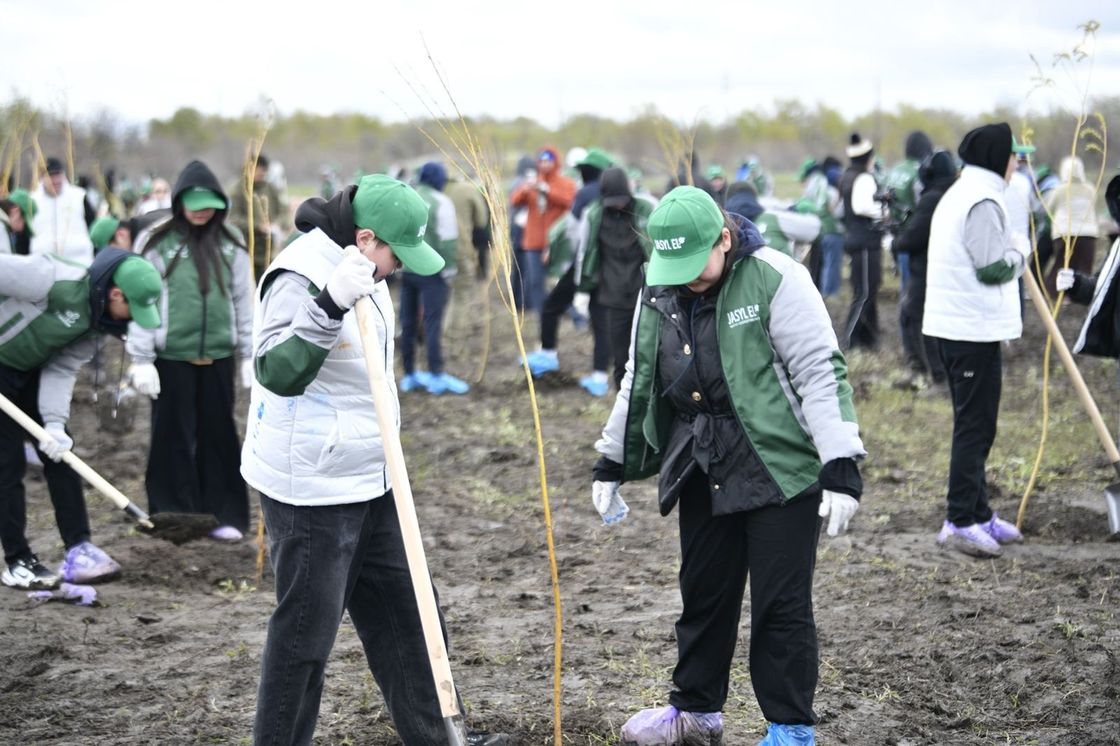 Оралда 1000 түп ағаш көшеті отырғызылды