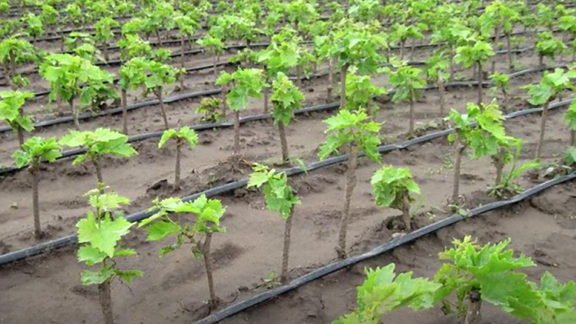 Саженцы винограда с зелеными листьями рядами