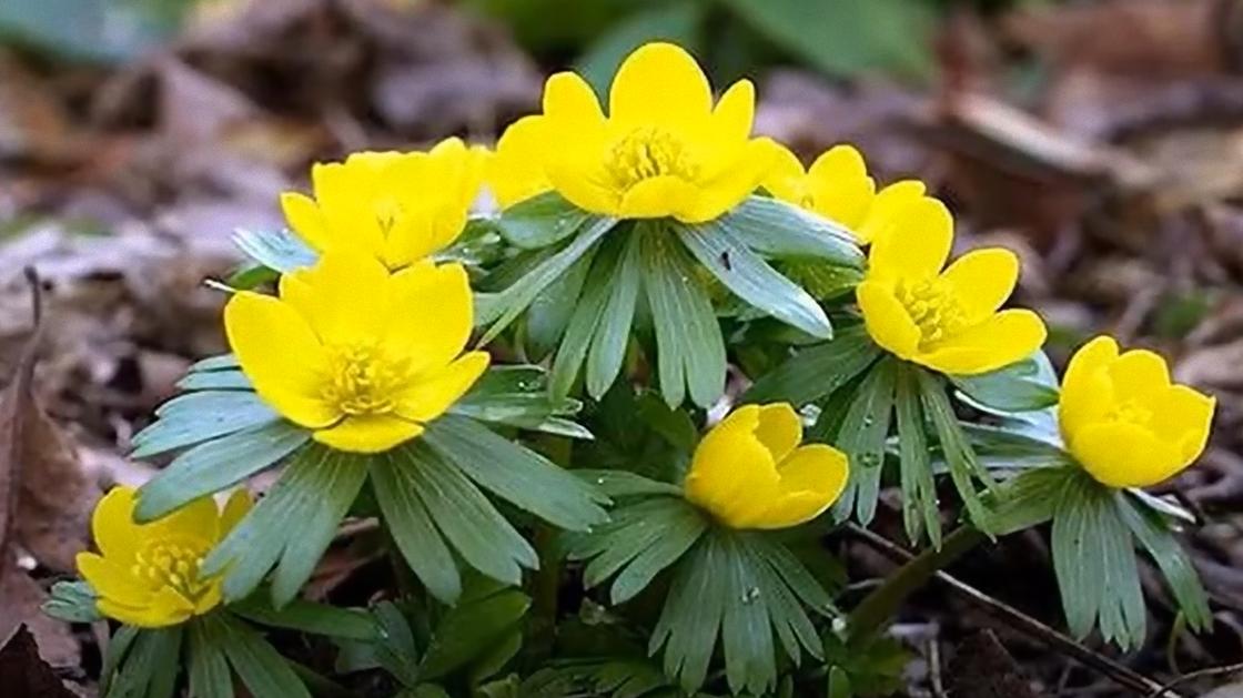 Желтые цветы весенника