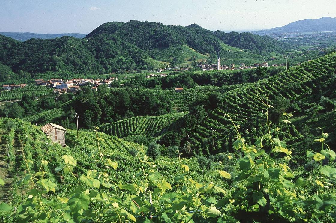 Долина с виноградниками