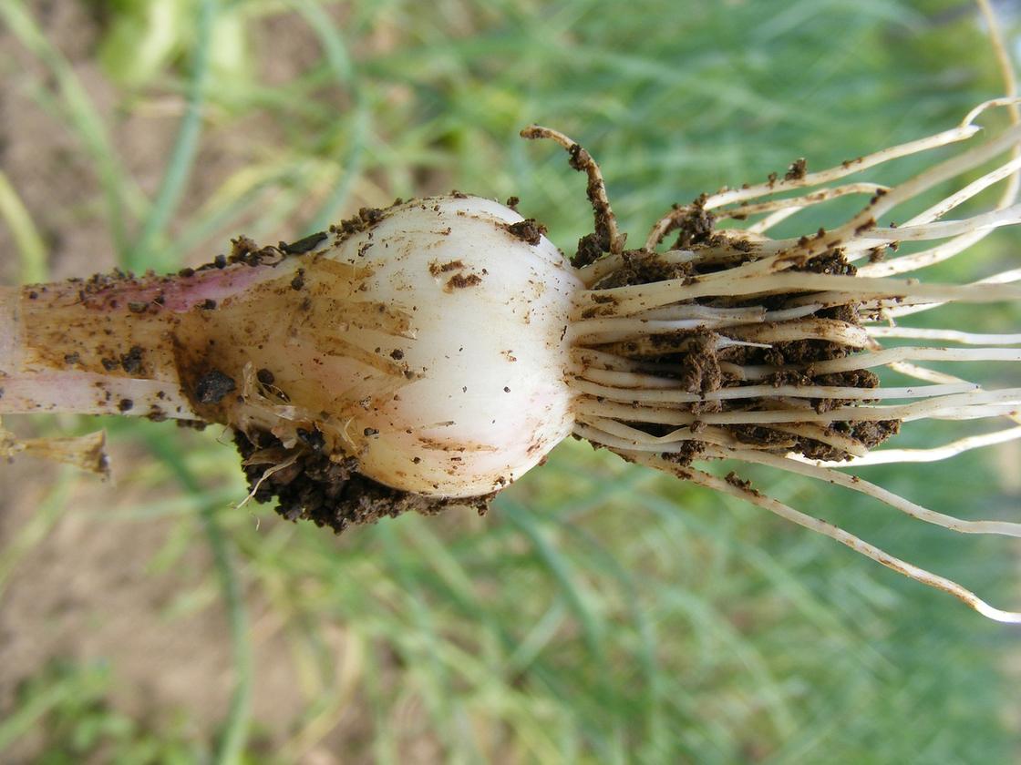 Почему желтеет чеснок и что с этим делать дачникам