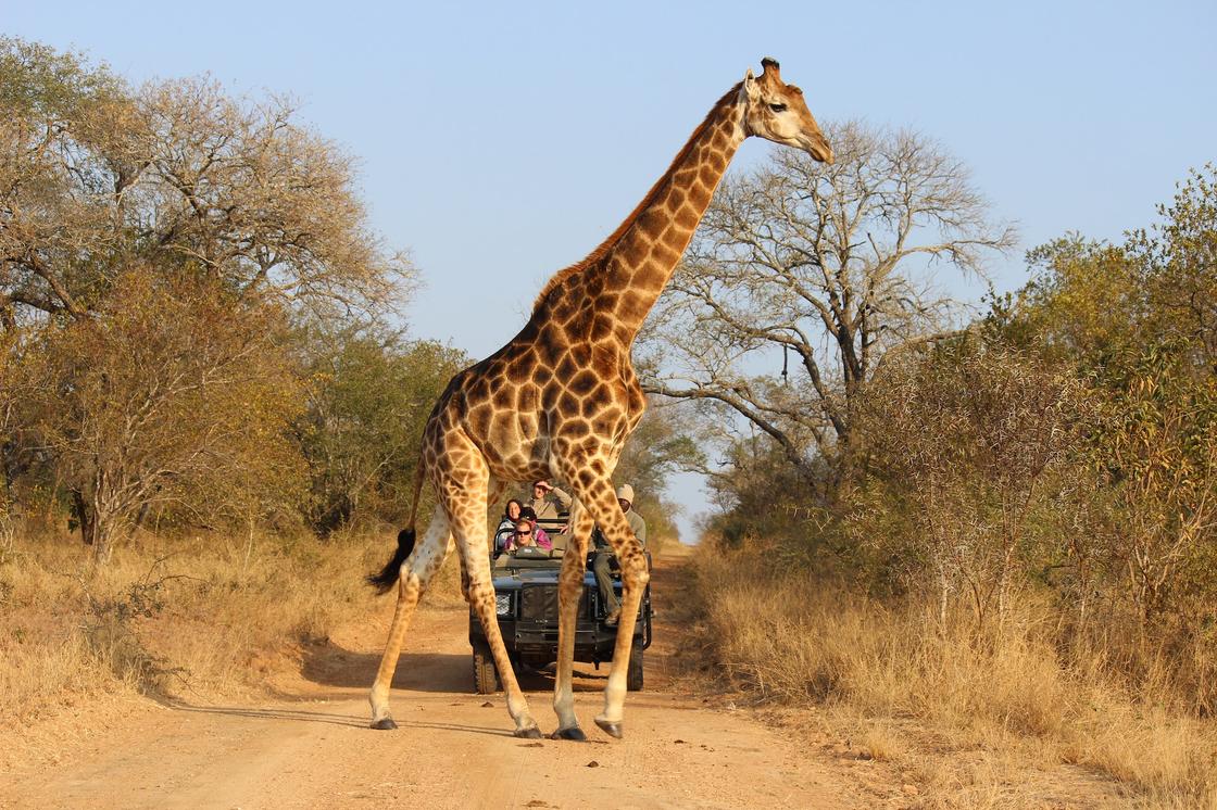 Туристы рассматривают жирафа
