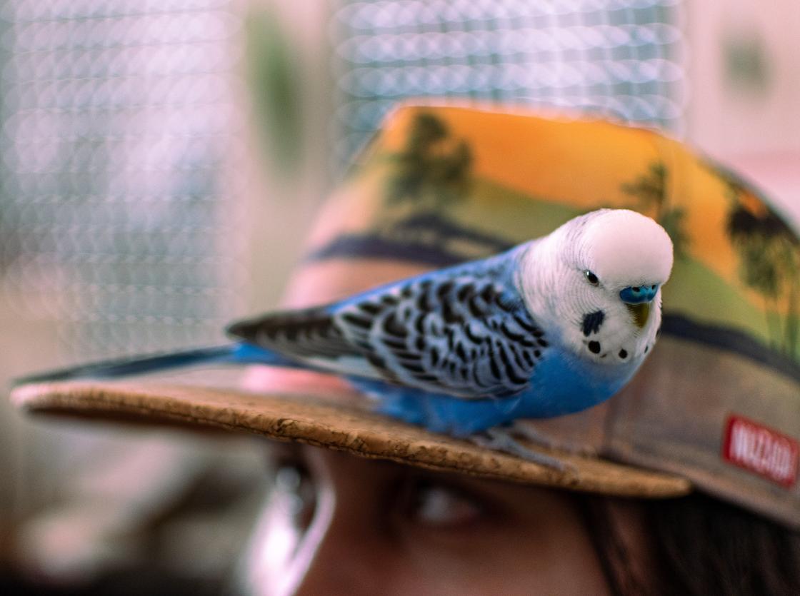 Волнистый попугай сидит на кепке девушки