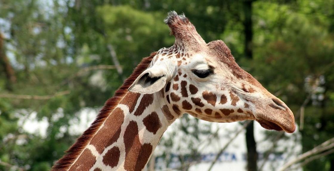 Что стало причиной смерти жирафа в Алматинском зоопарке, рассказали эксперты
