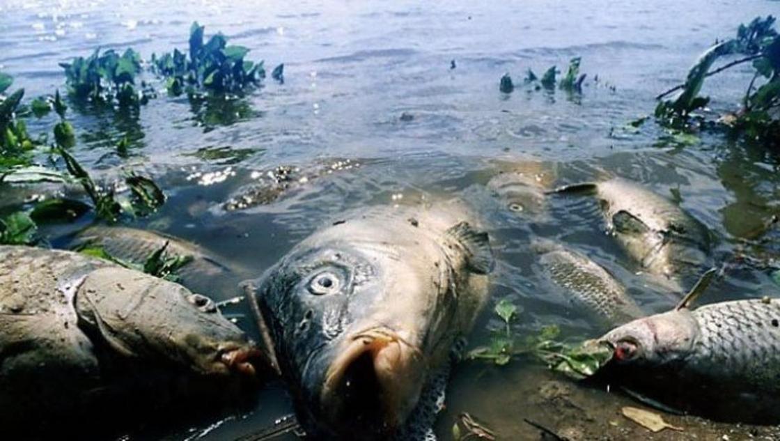 63 тонны погибшей рыбы выловили в реке в Атырау