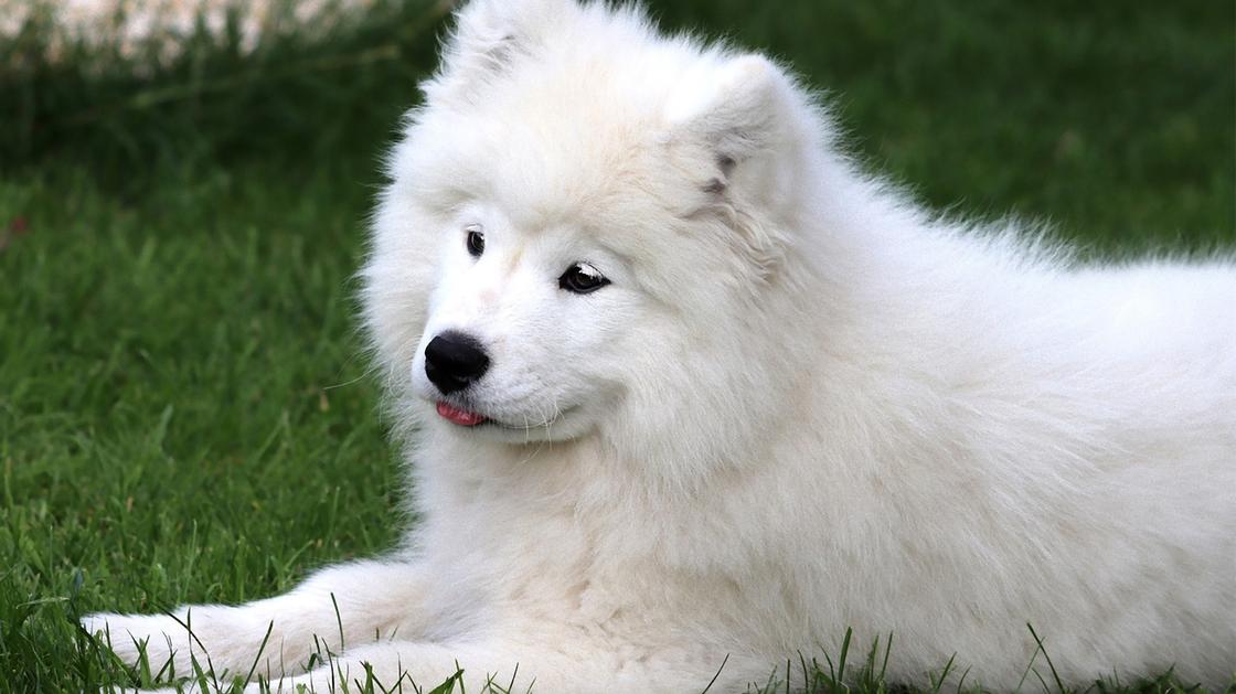 Пушистая белая собака лежит на зеленой траве