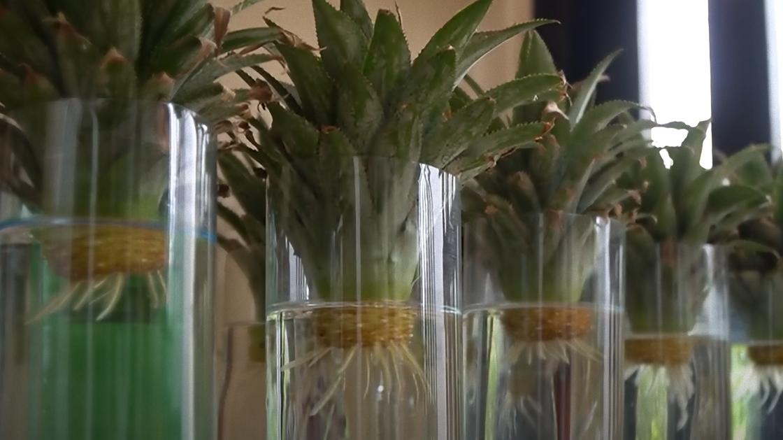 В срезанных пластиковых бутылках прорастают верхушки ананасов