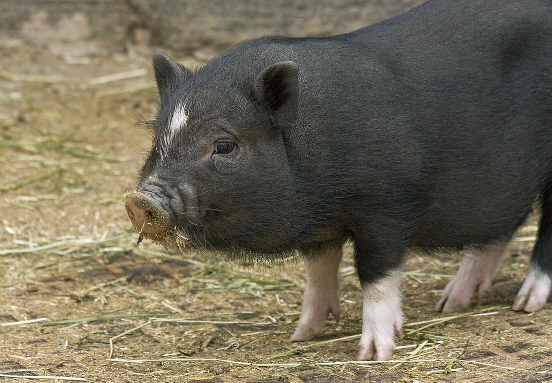 Черная мини-свинка стоит на скошенной траве. Изо рта у нее торчит трава