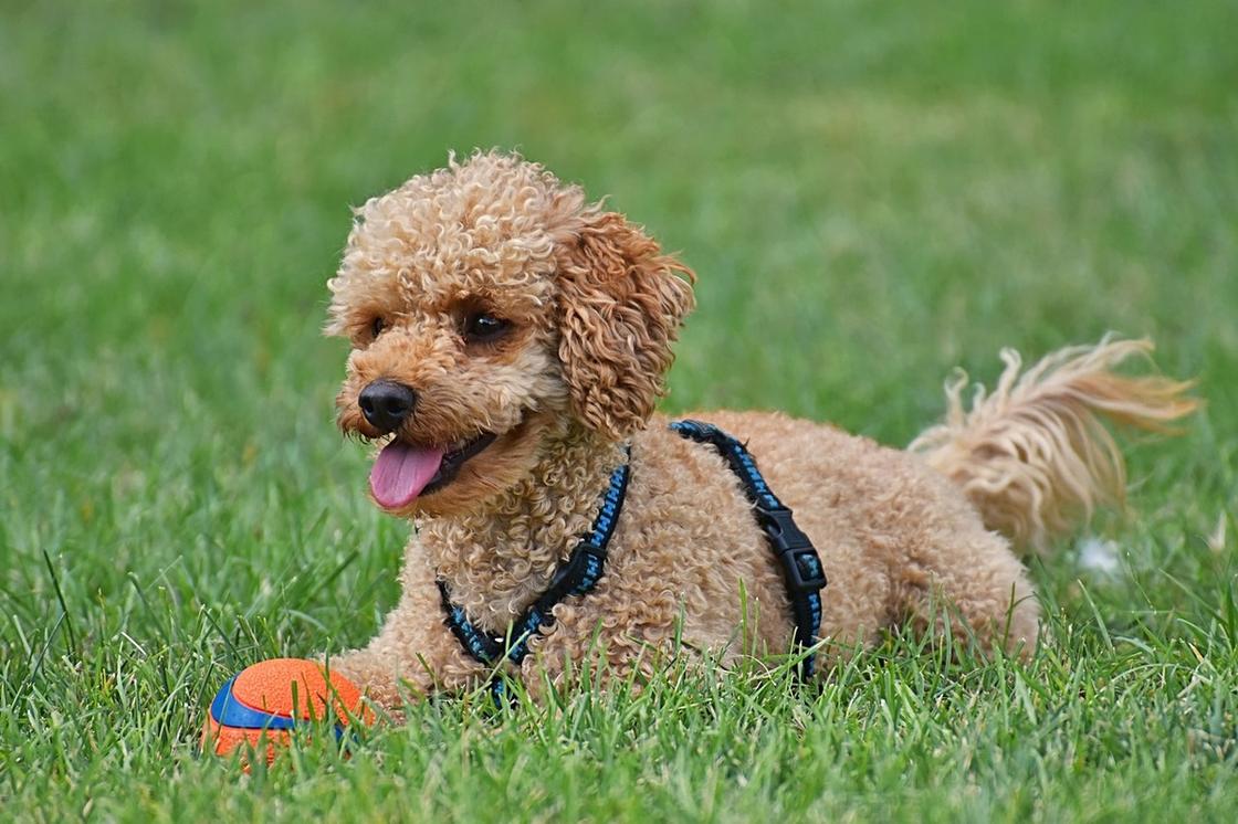 Небольшая рыжая собака с курчавой шерстью играет мячиком на зеленой траве
