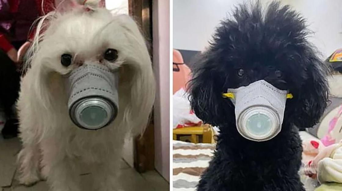 ФОТОРЕП Люди покупают маски для своих домашних животных из-за эпидемии коронавируса