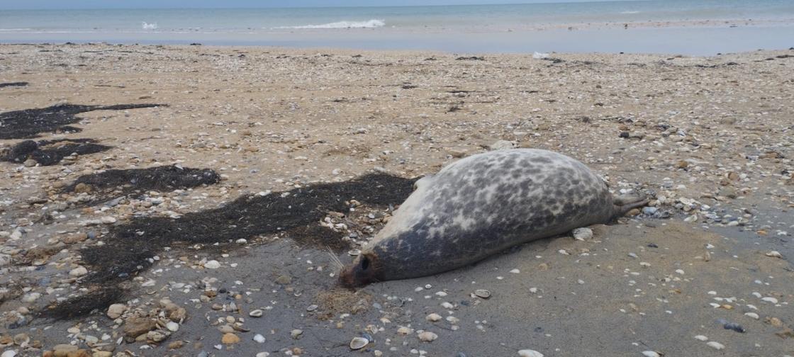 Тюлень погиб на берегу Каспия