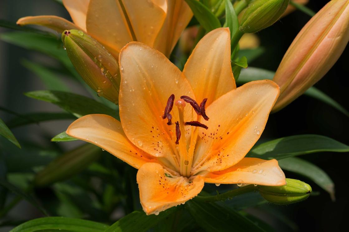 Оранжевые цветы лилейника
