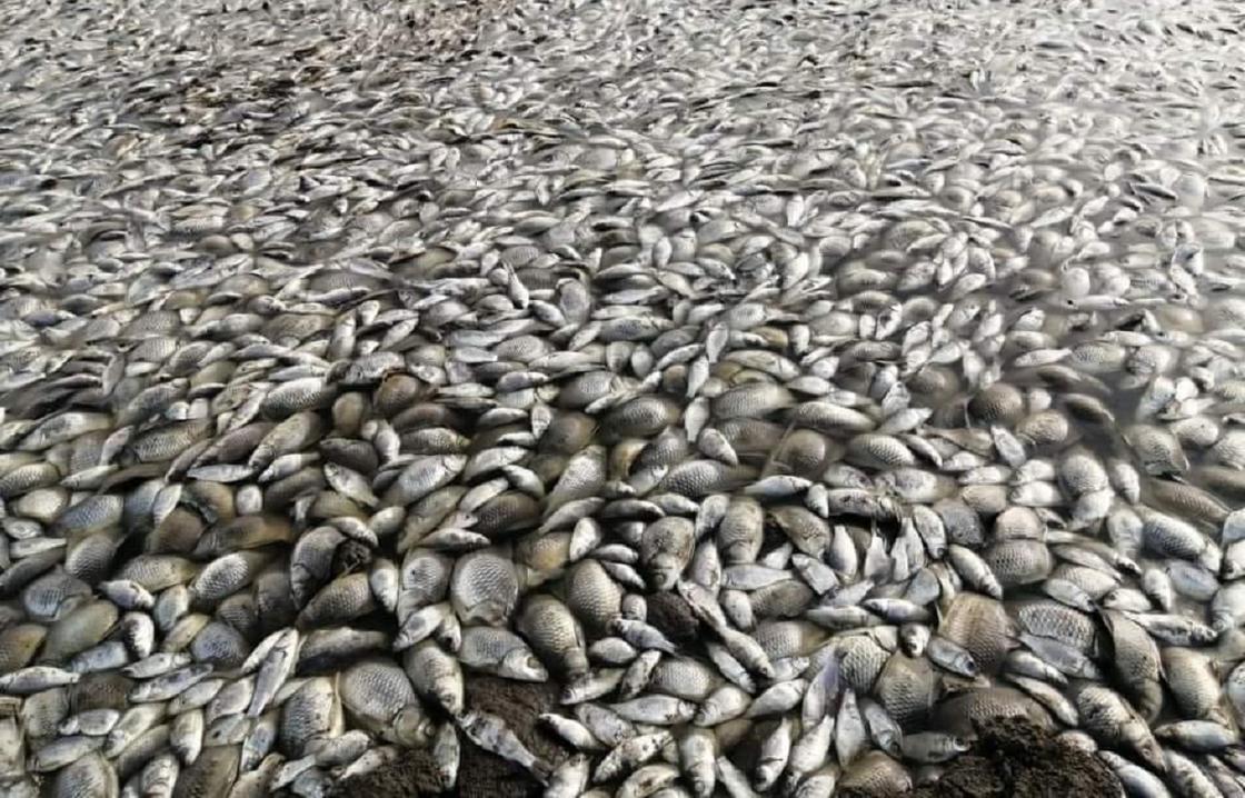 Массовая гибель рыбы произошла в двух регионах Казахстана